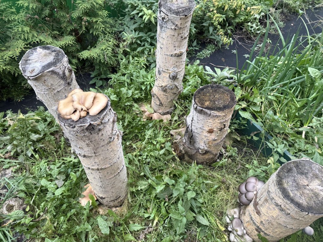 богатый урожай