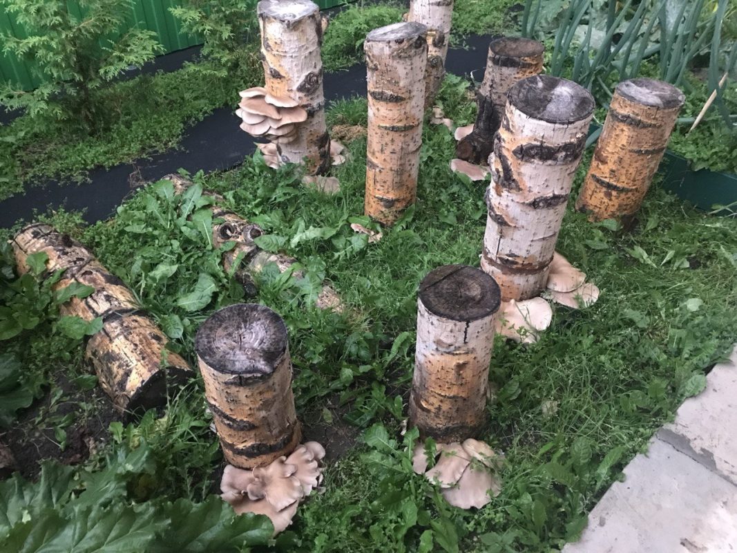 выращивание вешенок на пнях